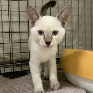 トライアル中★人好きシャムミックス系❤️たまねぎ