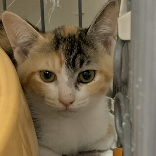 12月期限有り！人好きミケ女子❤️あき