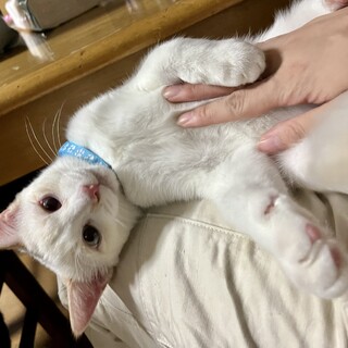 ブルーアイの甘えん坊！おっとり君です