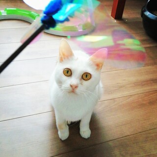 美猫さん★白くてきれいな女の子