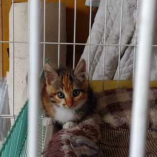 可愛らしい柄の子猫です。