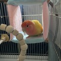 コザクラインコ里親募集