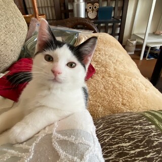 ありがとうございました★可愛いテンシンくん