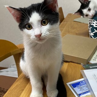 ありがとうございました★可愛いハチワレジャックくん