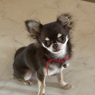 お見合い予約♂チワワ８ヶ月エース君