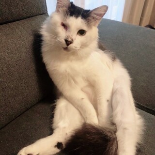 【11/5東日本橋】 半長毛艶々超癒し系♥️榊正宗