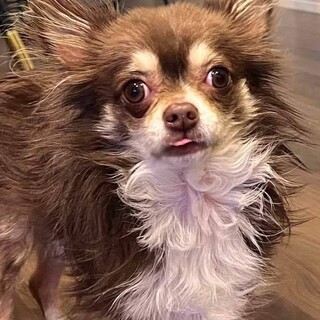 ロングコートチワワの男の子3歳