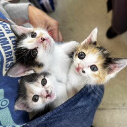 in春日井市☆全部で子猫が60匹～2日間連日の子猫大祭！2023年11月3日(金)～ちーむにゃいんず