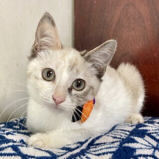 シャムMIX兄妹　バニラちゃん