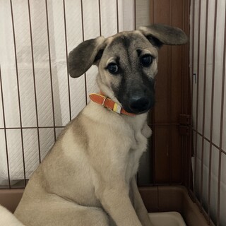 香川からレスキュー！　控え目な『きなこ』ちゃん！