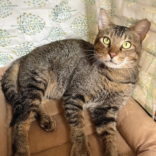 【11/5東日本橋】のらんくん♥️2歳半くらい