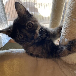 呼ぶとすぐに来てくれる可愛いサビ❤️