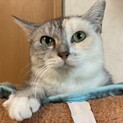 素敵グレーサビ　あさこさん里親募集