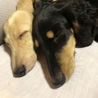 《再度募集》田舎で気ままに育ったダックス2頭