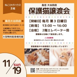 子猫～シニア猫❤足立区島忠大谷田店(千代田線北綾瀬駅から徒歩10分) サムネイル1