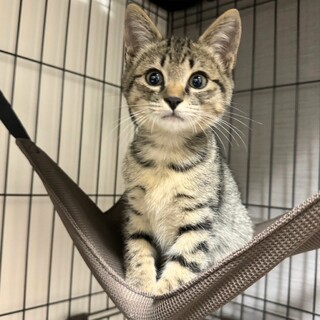 そっくり兄妹★兄のレオくん