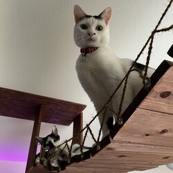 子猫たち、お腹ぴーぴーDAYS最終譚