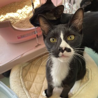 猫初めての方にもオススメな子です