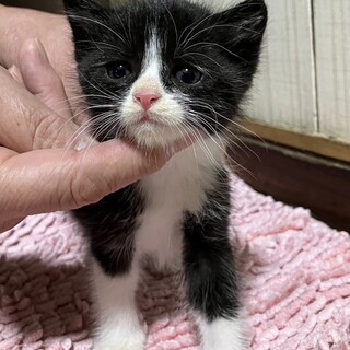 可愛い子猫生後1か月くらい