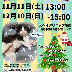 保護猫・保護犬の譲渡会