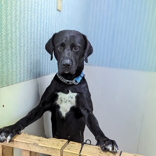 お転婆な女の子　おはぎちゃん