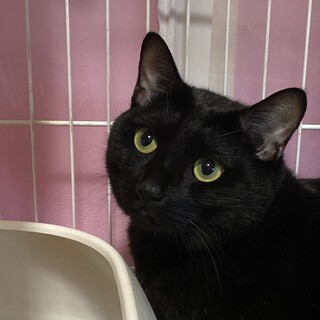 雑種黒猫･2歳･男の子