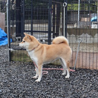 元気いっぱいお転婆な　やや小ぶりな女の子です