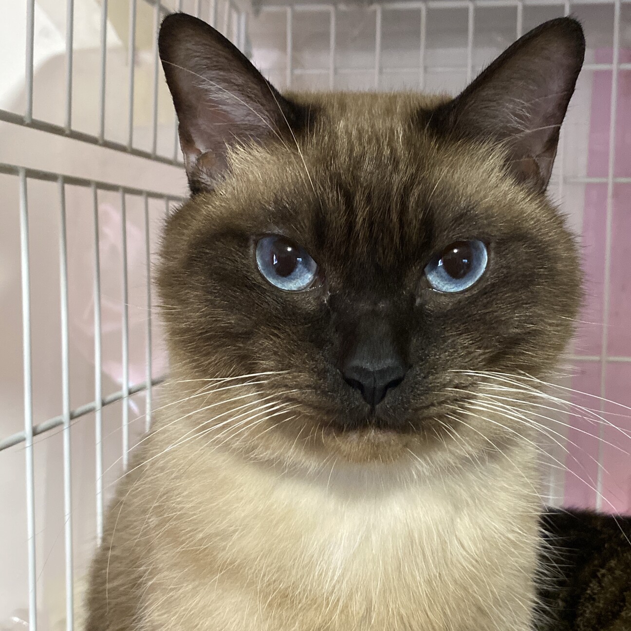 シャム猫さま専用 シャム｜【公式】キャッテリーサンセン ｜大阪府堺市の猫専門