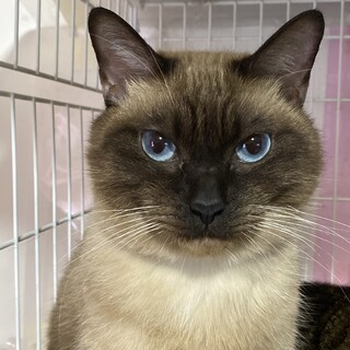 雑種シャム･2歳･男の子