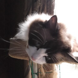 「うにちゃんワクチン接種で動物病院に…」サムネイル2