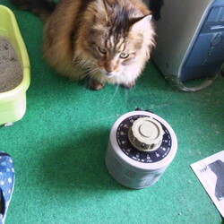 「うにちゃんワクチン接種で動物病院に…」サムネイル3