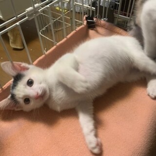 かわいい人懐こい七三分けの黒白ごましお君去勢済