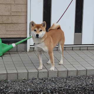 元気いっぱい　美人の　やや小ぶりな女の子です