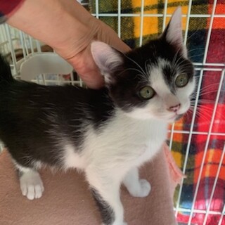 人懐こいボブテイルの白黒たらこちゃん避妊済み