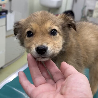 可愛らしい野犬の子犬♡葉月ちゃん