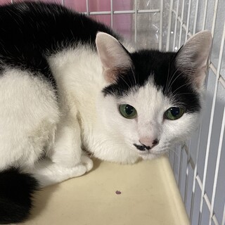 雑種ハチワレ･3歳･女の子