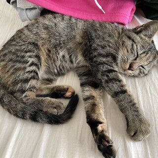 生後4ヶ月程/甘えん坊のキジトラの女の子