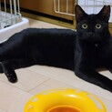 ビビりだけど人にも猫にも甘えたい黒猫男子