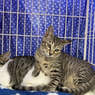 スポット柄がおしゃれでとっても甘えん坊のうずら君