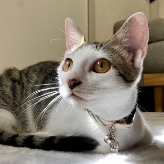 【甘えん坊】生後4ヶ月の美猫⭐︎白キジ女子