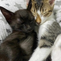 in春日井市☆全部で子猫が60匹～2会場で子猫大祭！☆2023年11月4日（土）～ちーむ にゃいんず