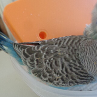 セキセイインコ雛里親募集