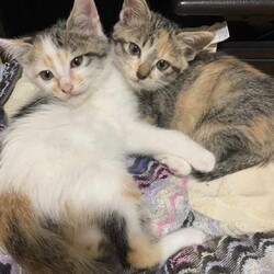 in豊明市☆全部で子猫が60匹～2会場で子猫大祭！☆2023年11月4日（土）～ちーむ にゃいんず