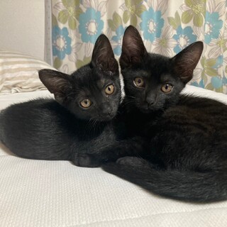 生後2ヶ月女の子　薄いトラ柄の黒猫ちゃんです