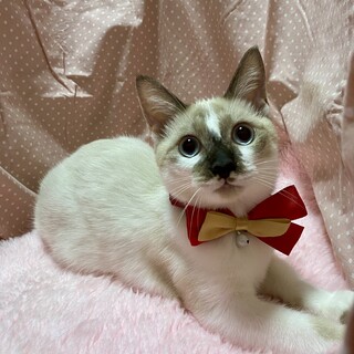 ブルーアイ！シャムＭＩＸ♪甘えん坊『ショコラ君』