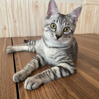 性格が抜群に良い美猫男子