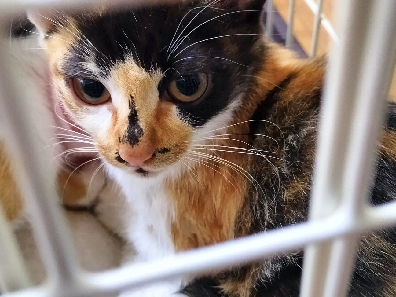 トライアル中！生後3ヶ月の三毛猫姉妹♡ サムネイル2