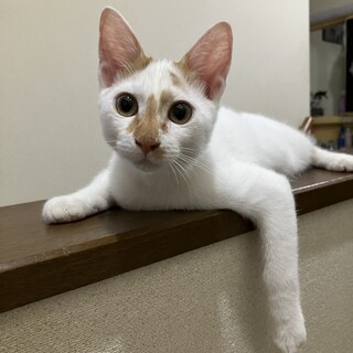 好奇心旺盛★こいし君