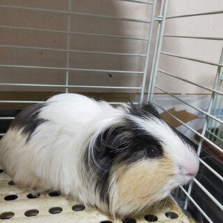 ロング男の子1歳