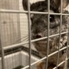 チンチラ シルバー 宮城県 サムネイル2